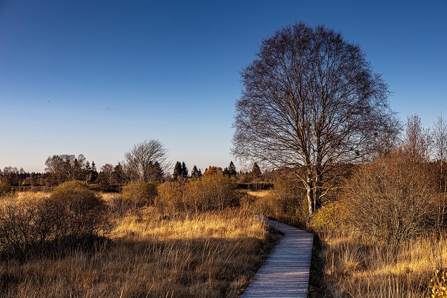 Anglesey’s Wetland Wilderness