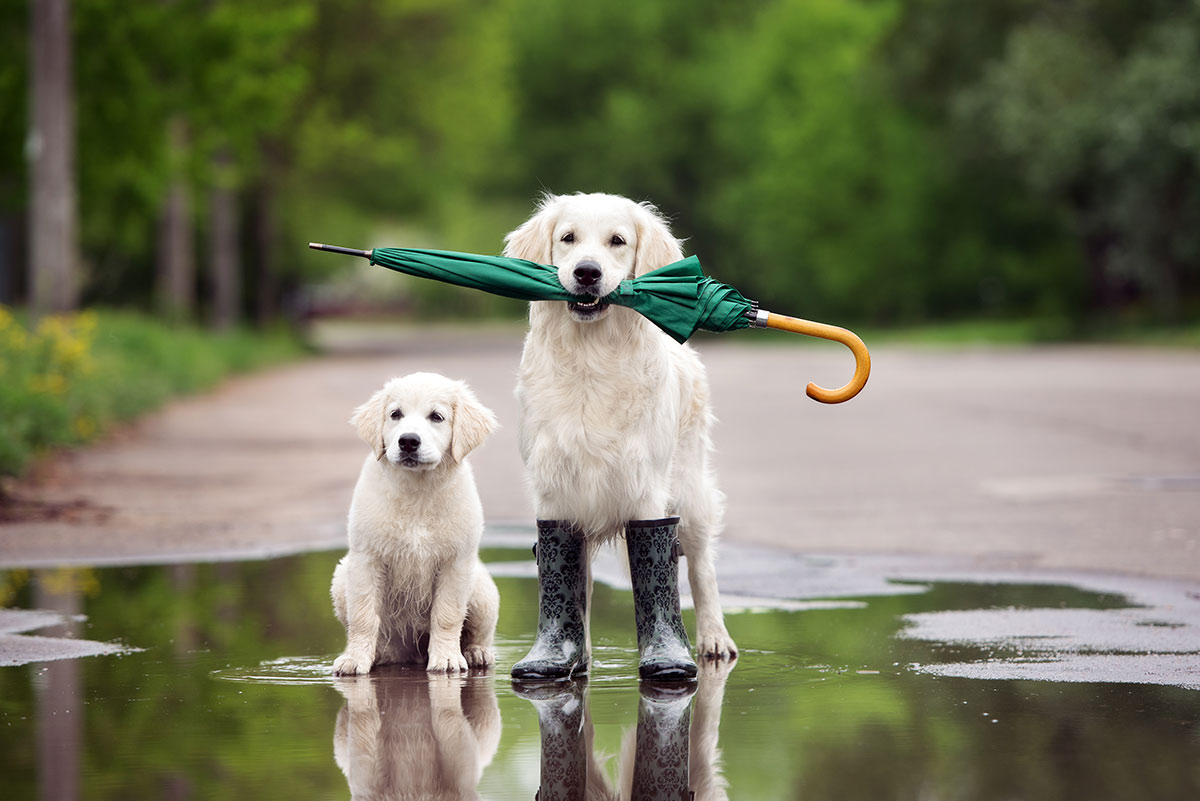 Dog Friendly Beaches In North Wales