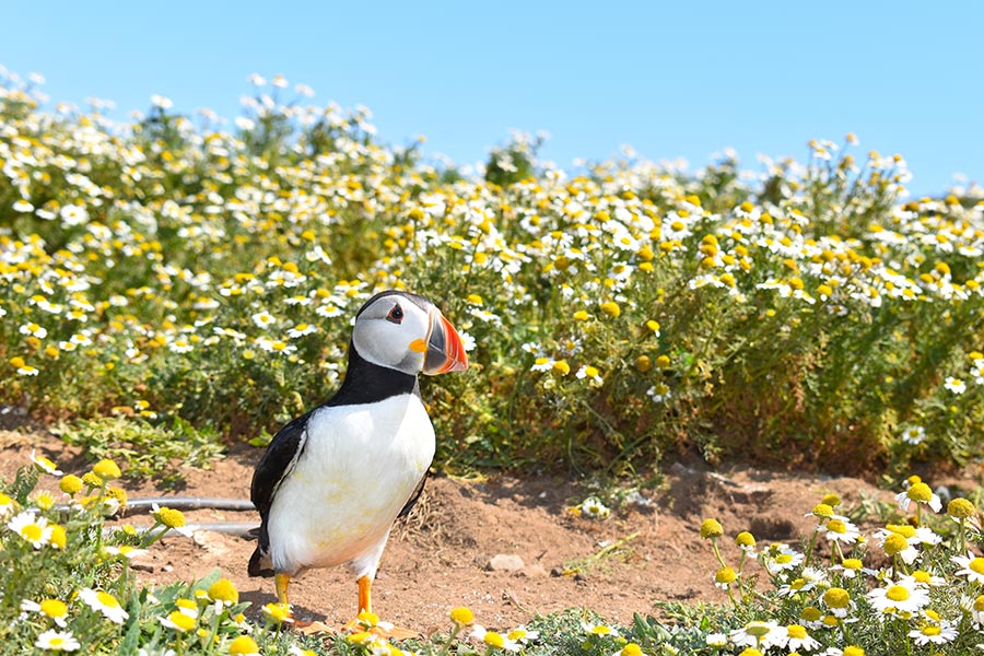 Bird Watching on Anglesey