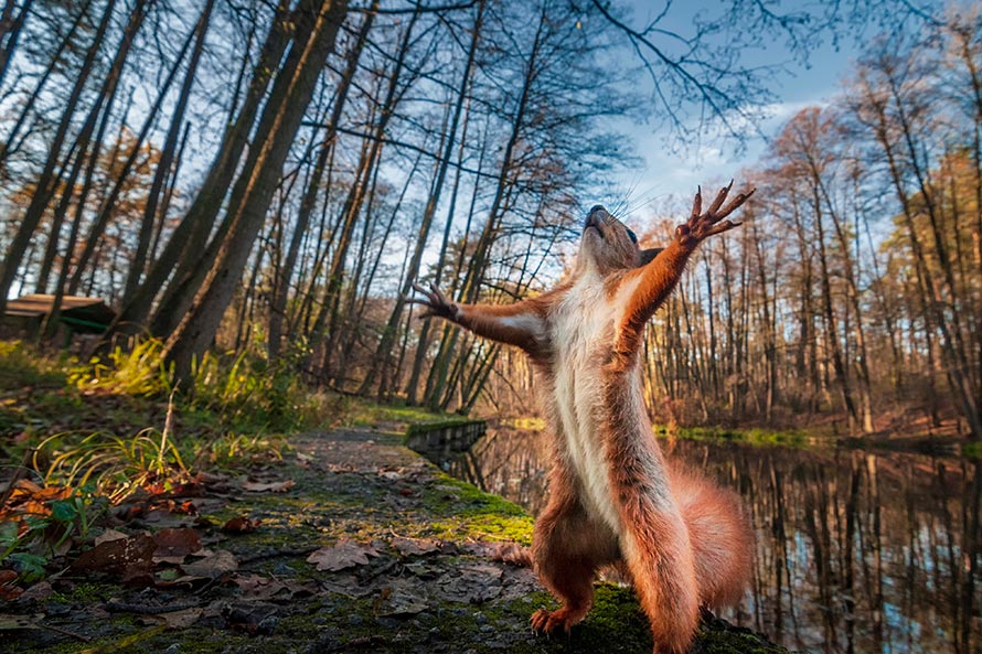 Anglesey Red Squirrels