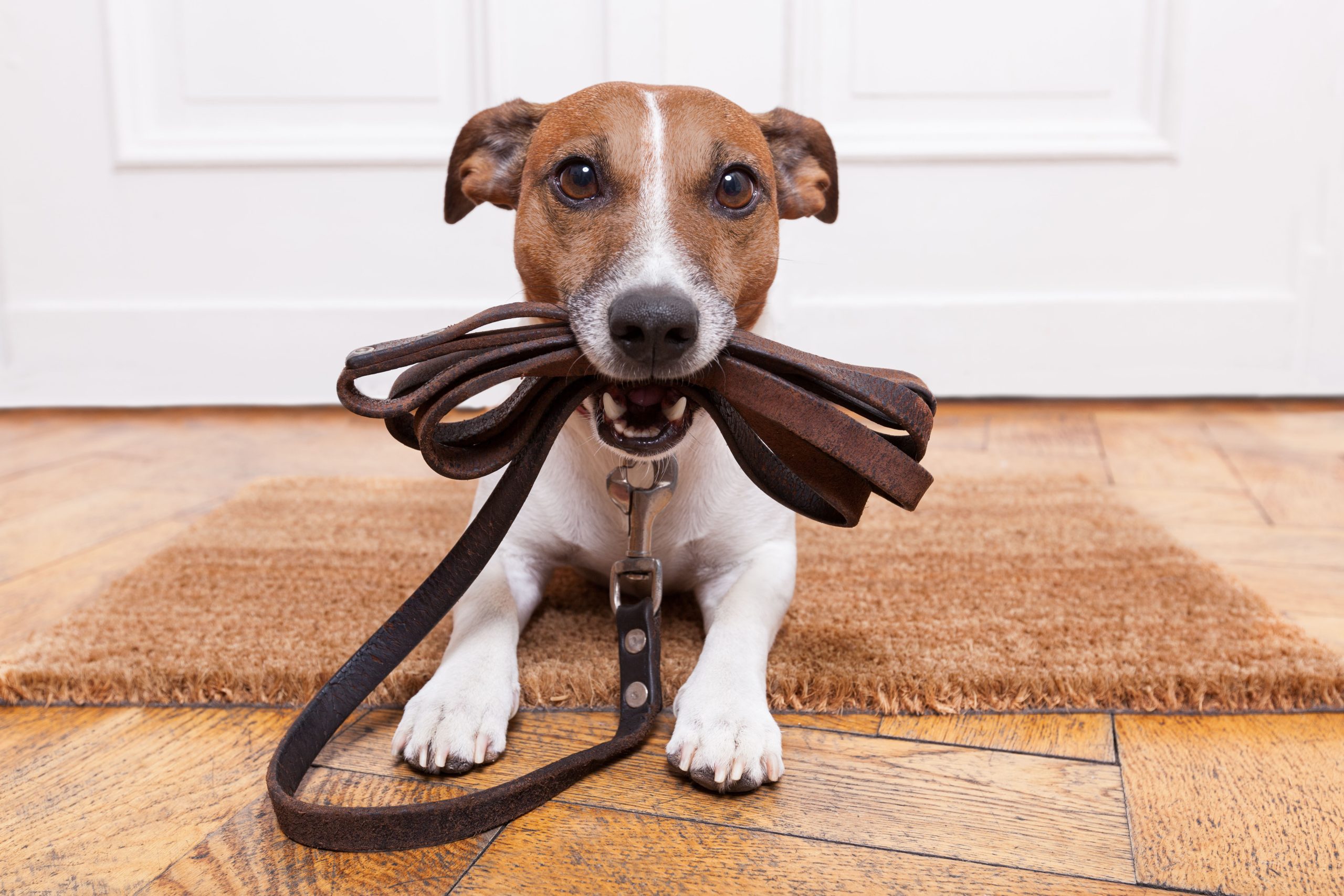 Dog-Friendly Holidays in Anglesey: The Best Activities for You and Your Pup