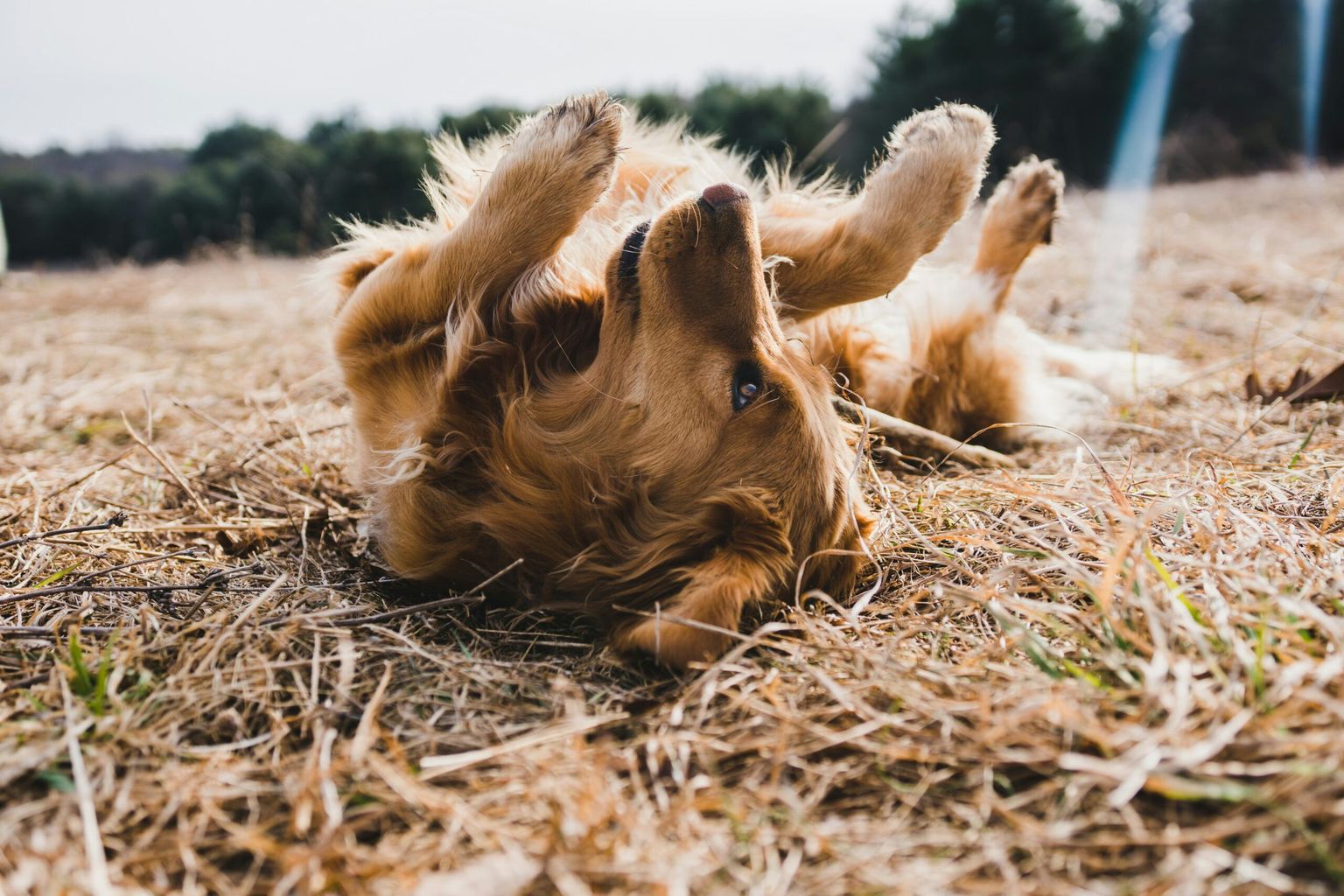 Pet friendly cottages