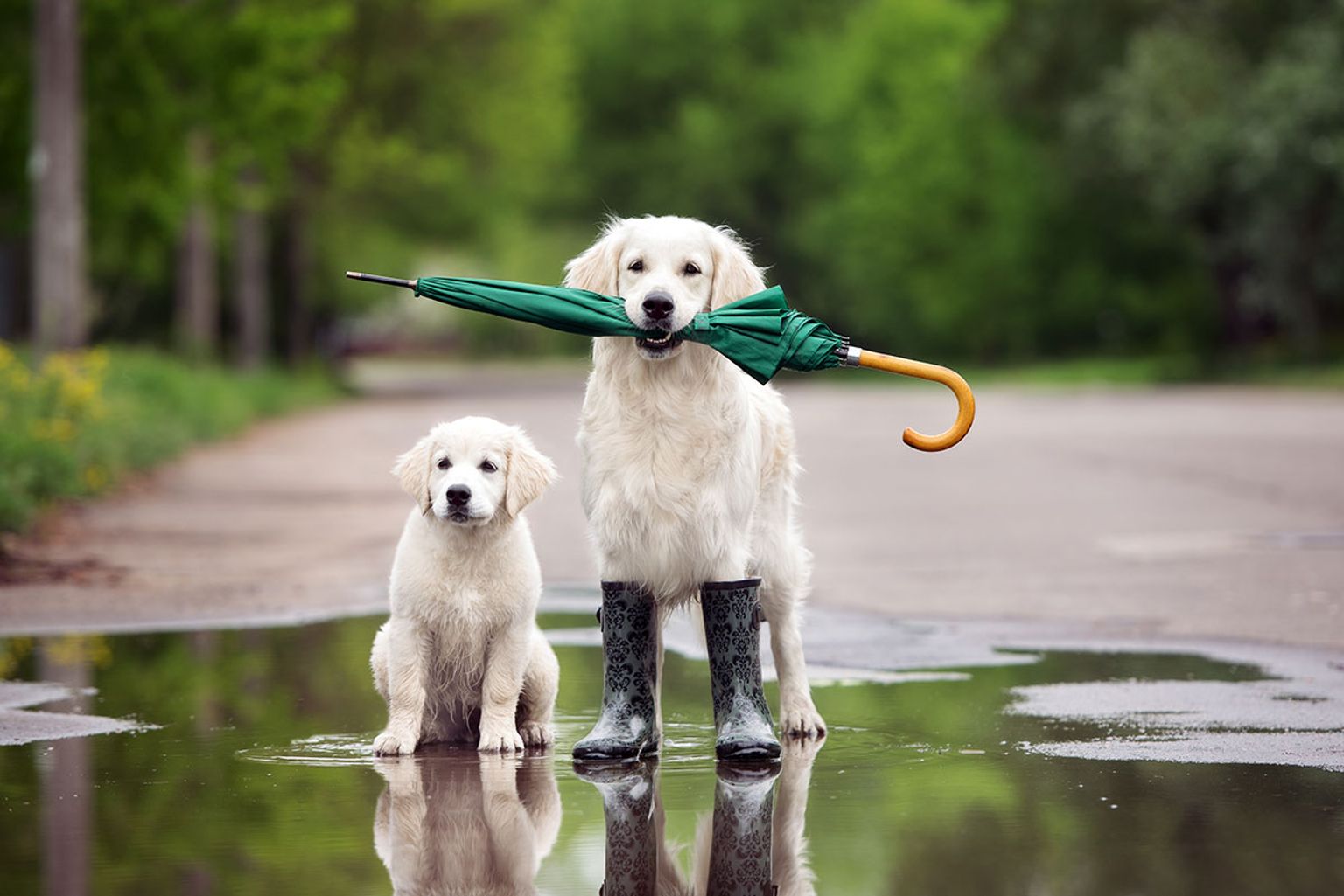 Dog Friendly Beaches In North Wales