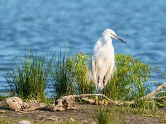Bird Watching At Anglesey Golf Course