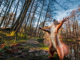 Anglesey Red Squirrels
